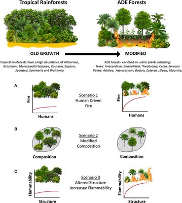 New Insights From Pre-Columbian Land Use and Fire Management in Amazonian Dark Earth Forests